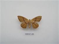 藏品(尺蛾214)的圖片